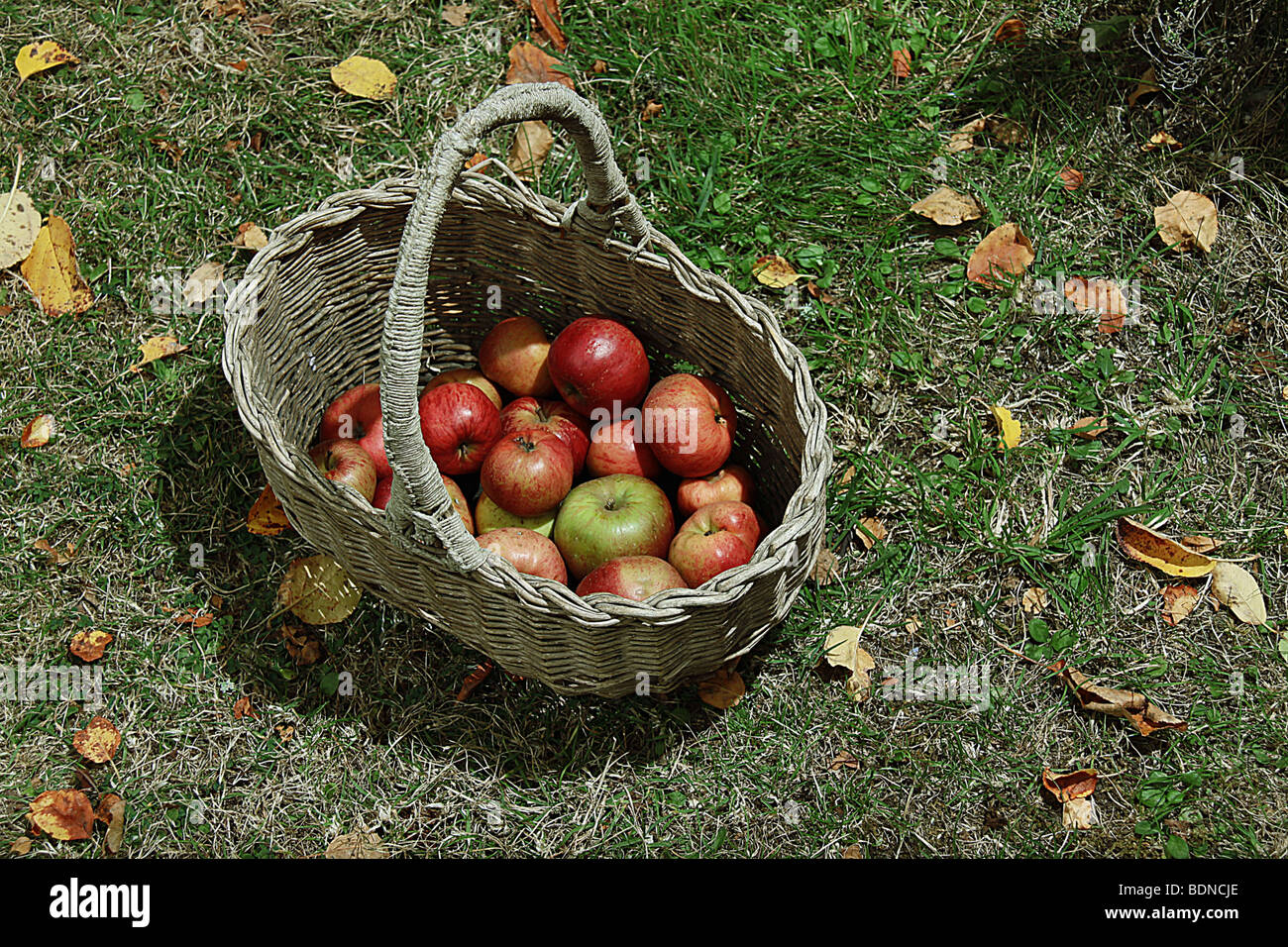 Panier de pommes sur l'herbe dans le jardin Banque D'Images