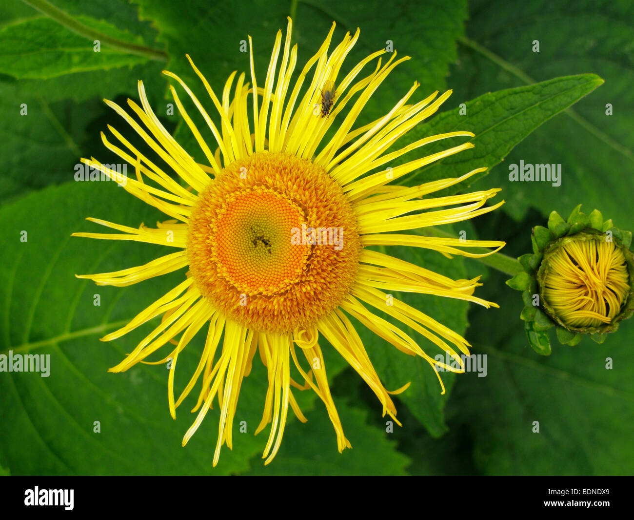 Grande aunée, guérir ou Marchalan (Inula helenium), plante médicinale Banque D'Images