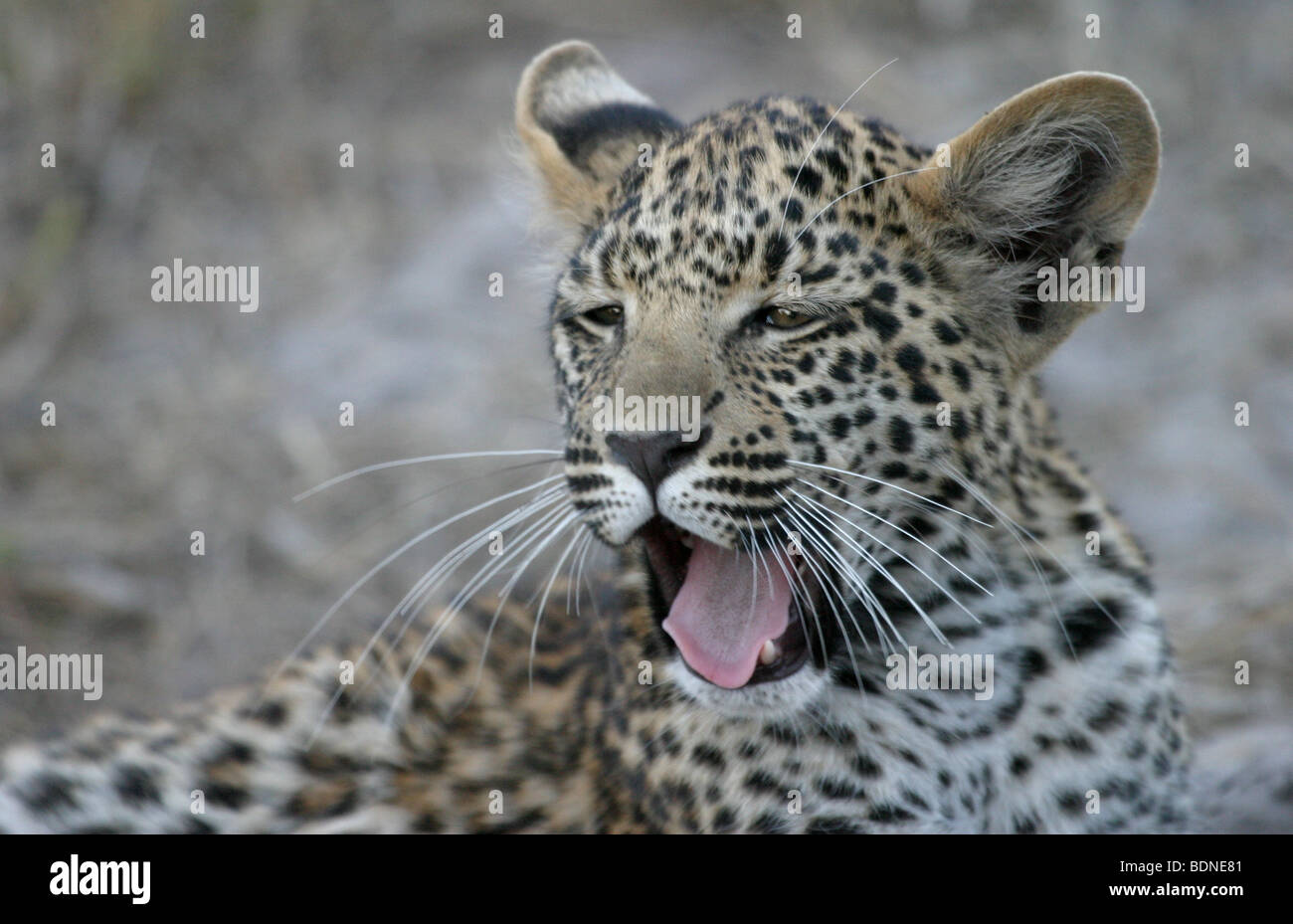 Les jeunes leopard bâillement dans Moremi Botswana Banque D'Images