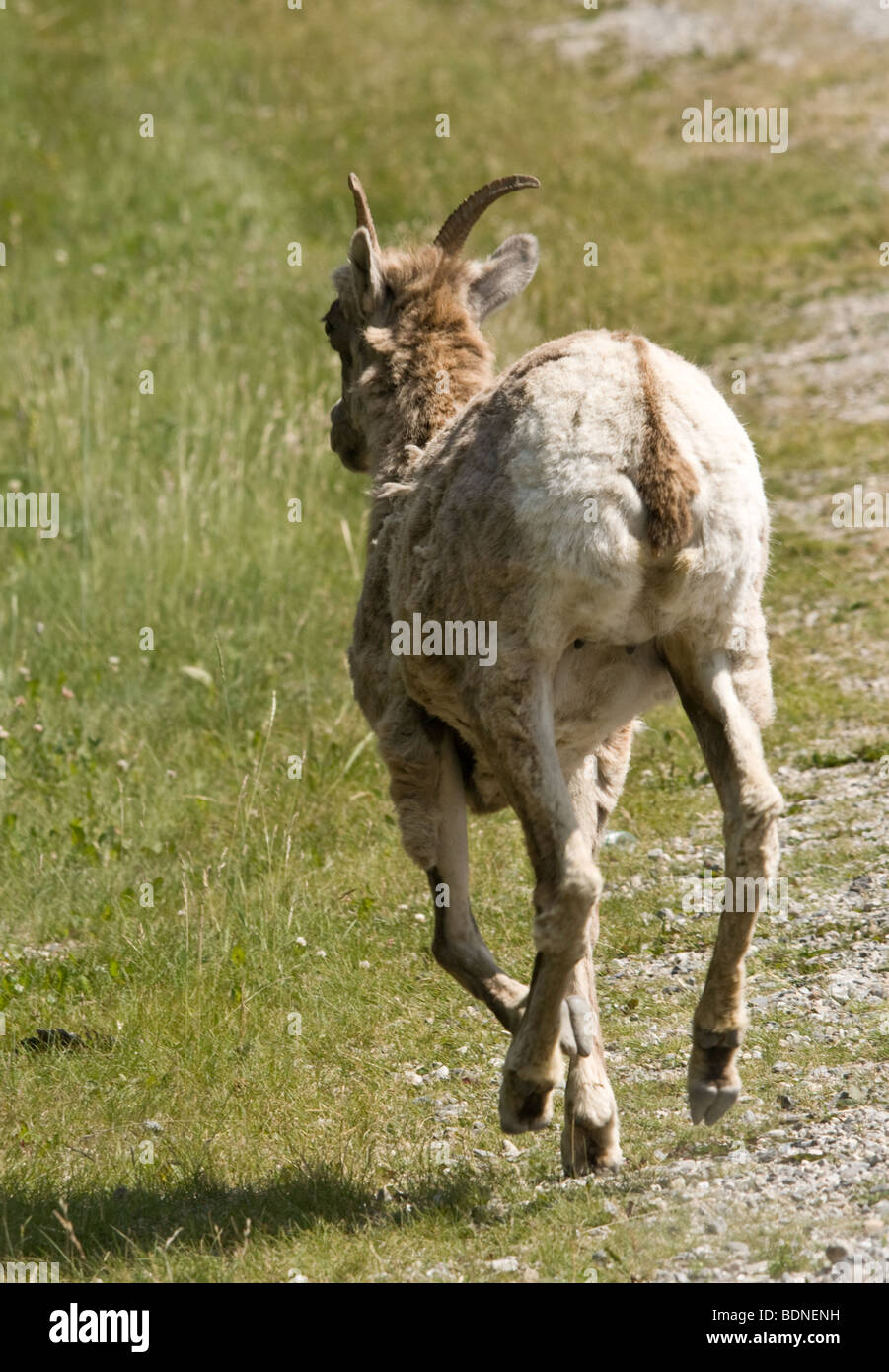 Rocky Mountain mouton femelle en fuite sur la route. Banque D'Images