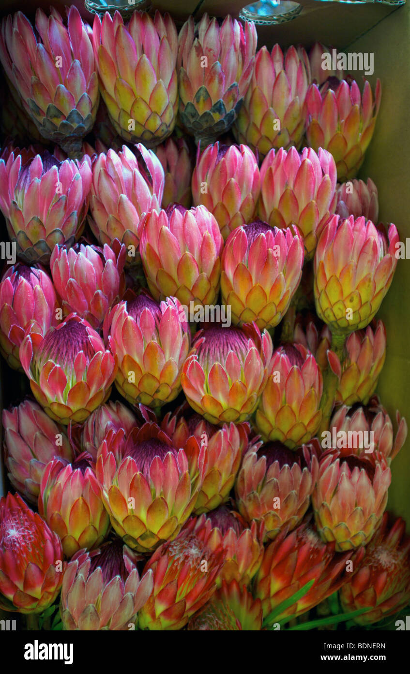 Protea hybride, appelé Sylvia, en boîte et prête à l'exportation. Howick, Afrique du Sud Banque D'Images