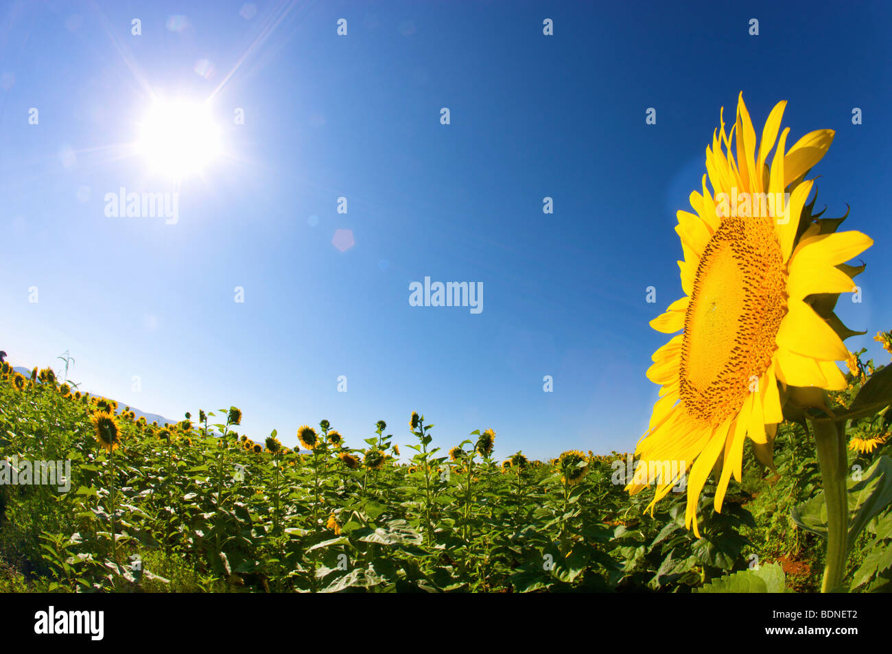 Face au soleil, tournesol, Région de Waterberg, Afrique du Sud Banque D'Images