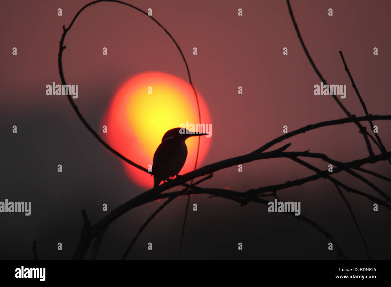 Silhouette de la malachite Kingfisher (Alcedo cristata) perché sur les brindilles au coucher du soleil, la Province de Gauteng, Afrique du Sud Banque D'Images