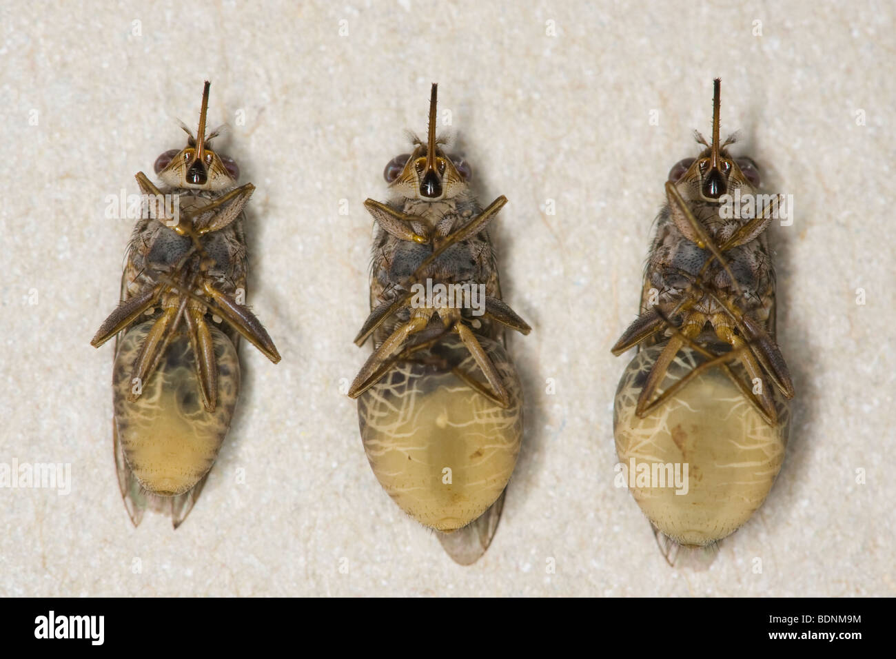 Comparaison des stades de la grossesse de femmes Les mouches tsé-tsé (Glossina morsitans) Banque D'Images