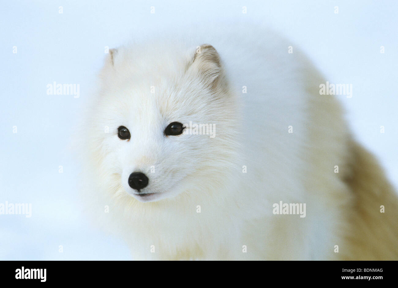 Le renard arctique dans la neige, close-up Banque D'Images