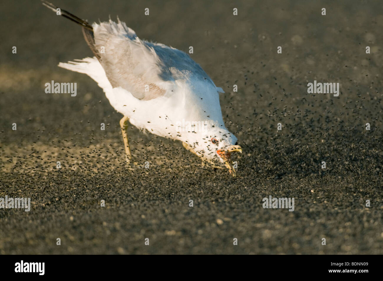 California Gull (Larus californicus) se nourrissent de mouches alcalins (Ephydra hians) lac Mono, Californie Banque D'Images