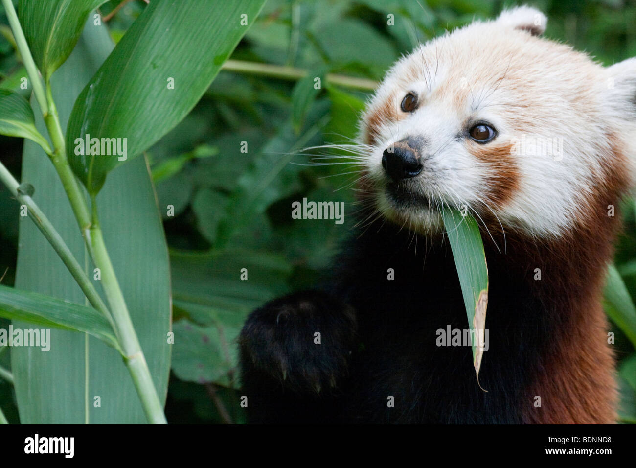 Le panda rouge se nourrit de pousses de bambou Banque D'Images