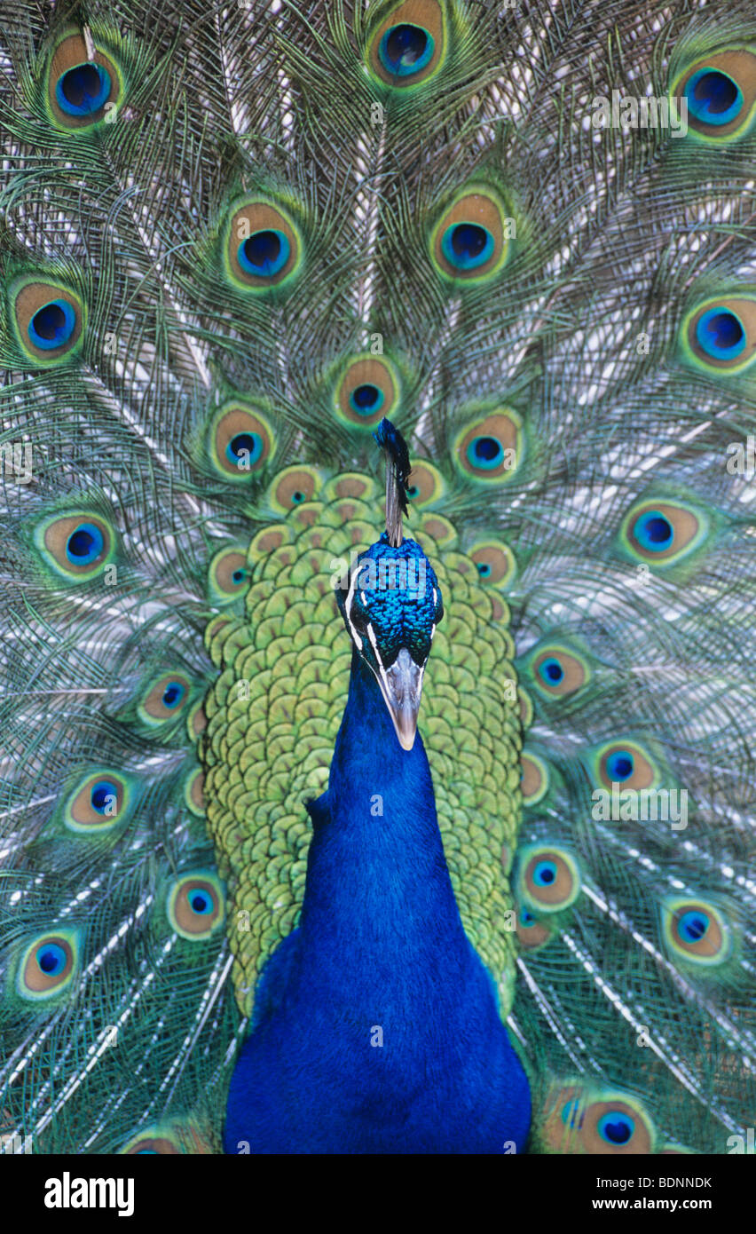 Peacock afficher les plumes, close-up Banque D'Images