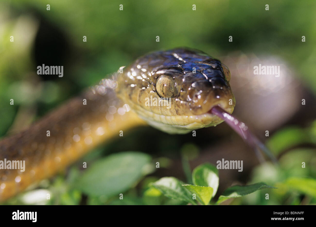 Serpent brun, close-up Banque D'Images