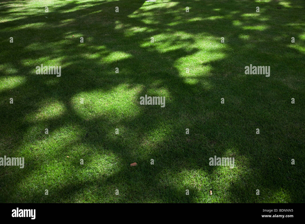 Détail de l'ombre et de la lumière du soleil sur l'herbe. Banque D'Images