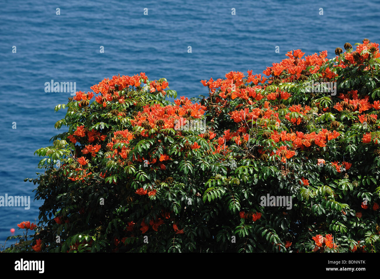 African tulip tree (Spathodea campanulata) la floraison est de couleur orange sur le fond bleu de la mer de l'Atlantique Banque D'Images