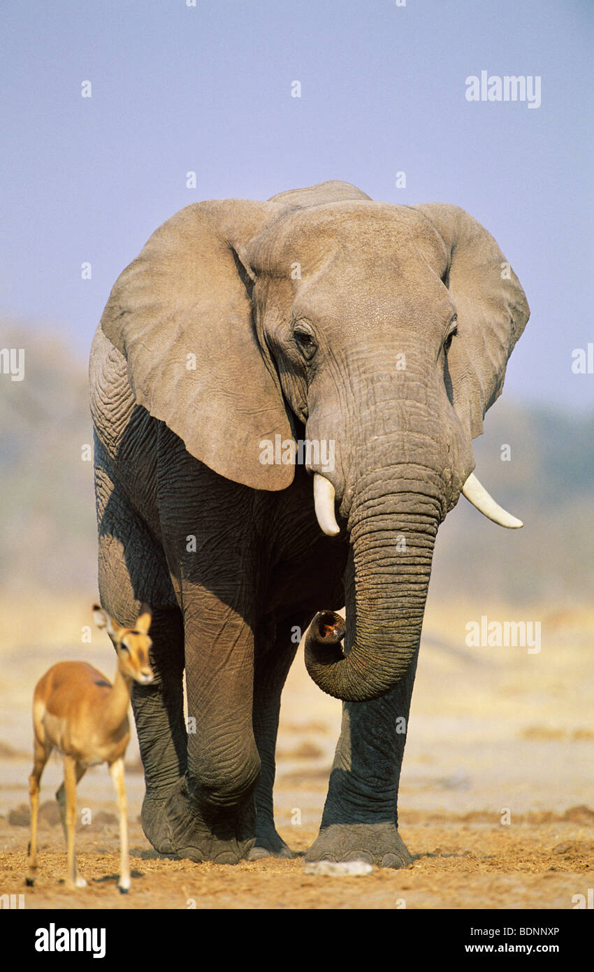 L'éléphant africain (Loxodonta Africana) et Gazelle sur savannah Banque D'Images
