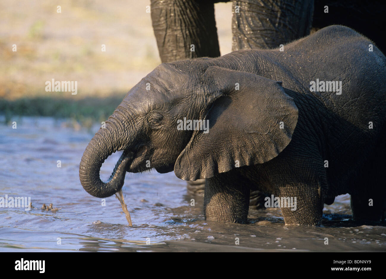 Young African Elephant (Loxodonta Africana) avec point d'eau potable à la mère Banque D'Images