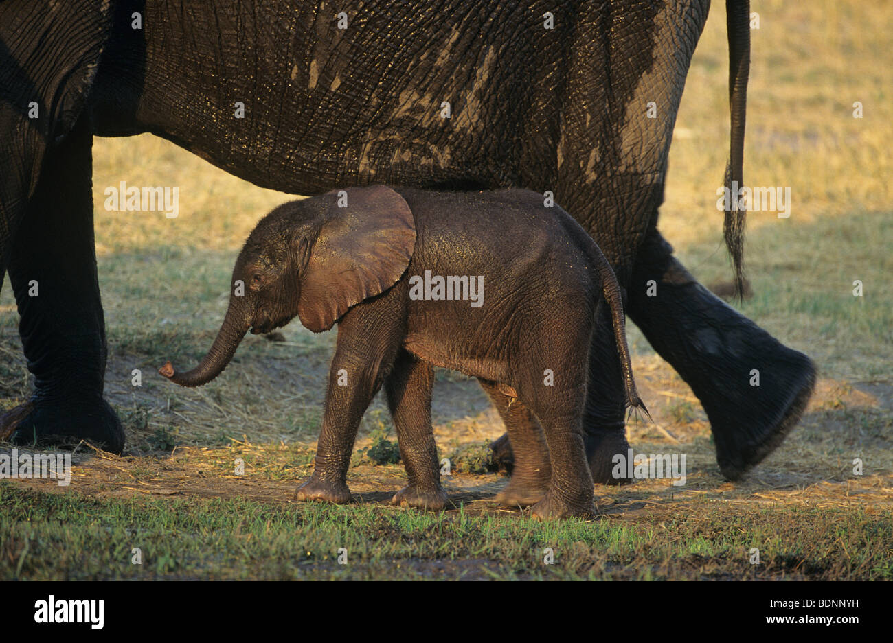 Young African Elephant (Loxodonta Africana) avec la mère sur savannah Banque D'Images