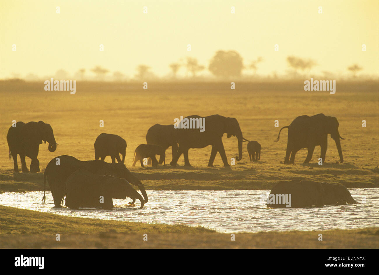 Les éléphants d'Afrique (Loxodonta Africana) à l'eau Banque D'Images
