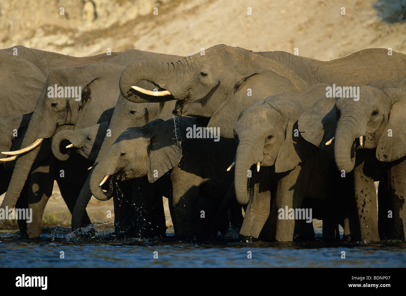 Les éléphants d'Afrique (Loxodonta Africana) à l'eau Banque D'Images