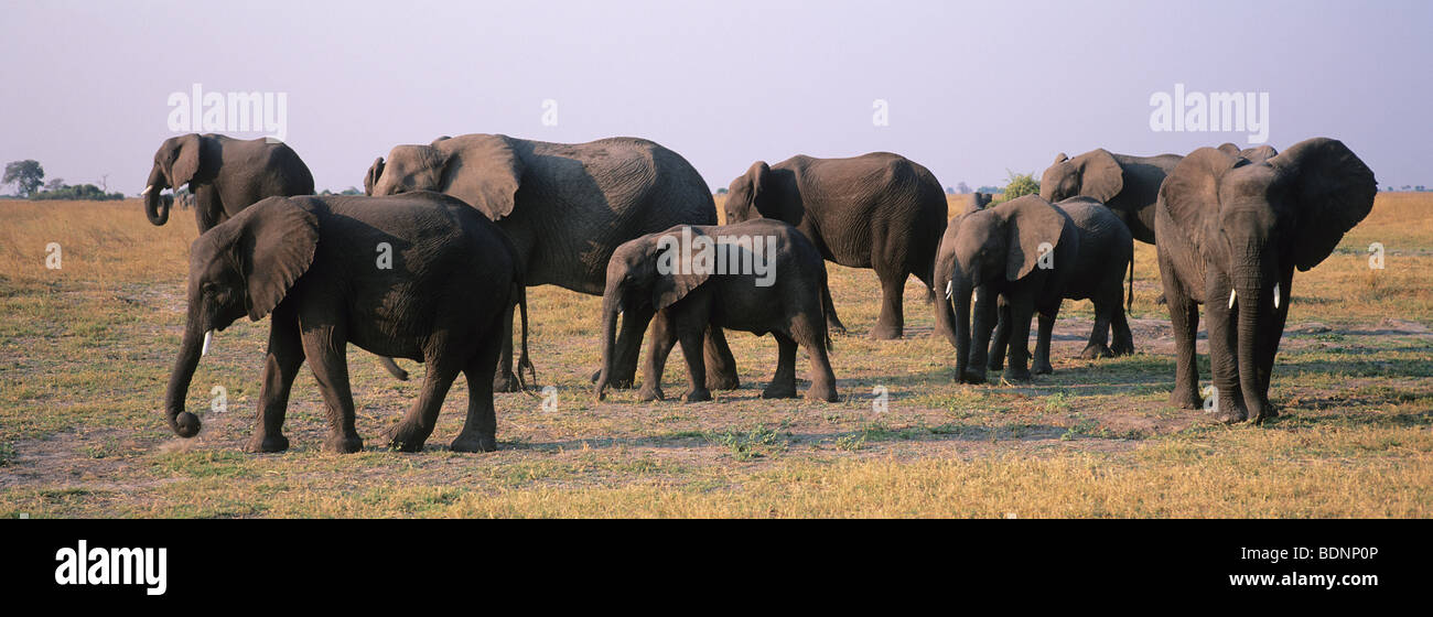 Les éléphants d'Afrique (Loxodonta Africana) sur savannah Banque D'Images