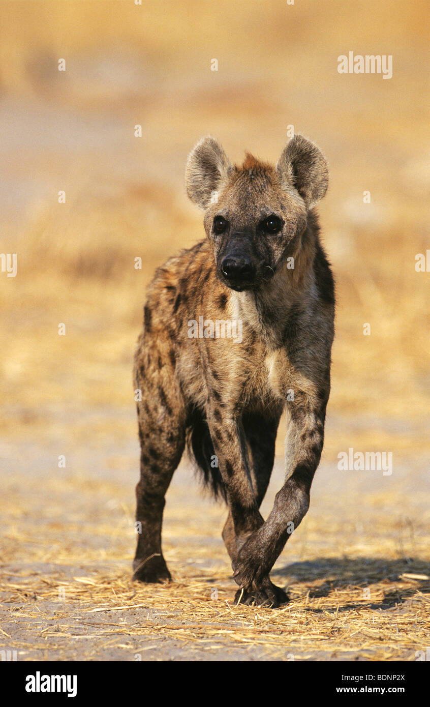 L'Hyène tachetée (Crocuta Cocuta), Comité permanent sur savannah Banque D'Images
