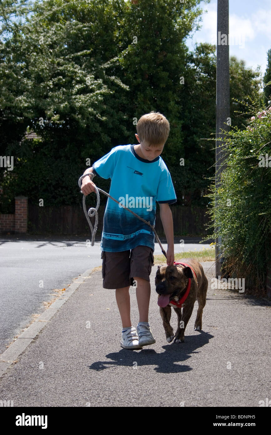 Jeune garçon promenait son Staffordshire Bull Terrier sur le plomb sur la rue Banque D'Images