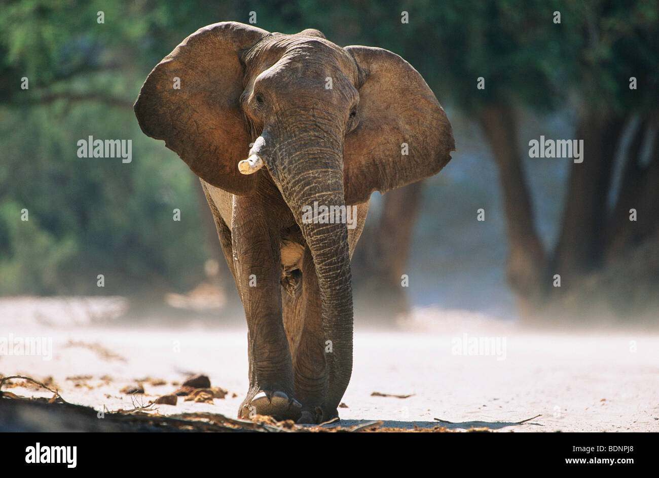 L'éléphant africain (Loxodonta Africana) Banque D'Images
