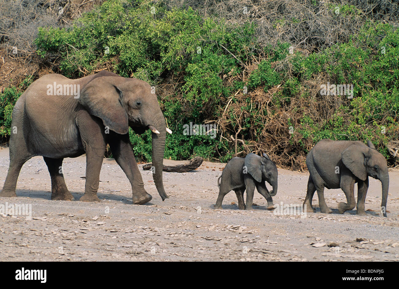 Trois éléphants d'Afrique (Loxodonta Africana) dans une rangée Banque D'Images