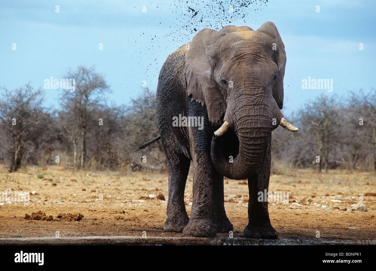 L'éléphant africain (Loxodonta Africana) en injectant de la boue sur savannah Banque D'Images