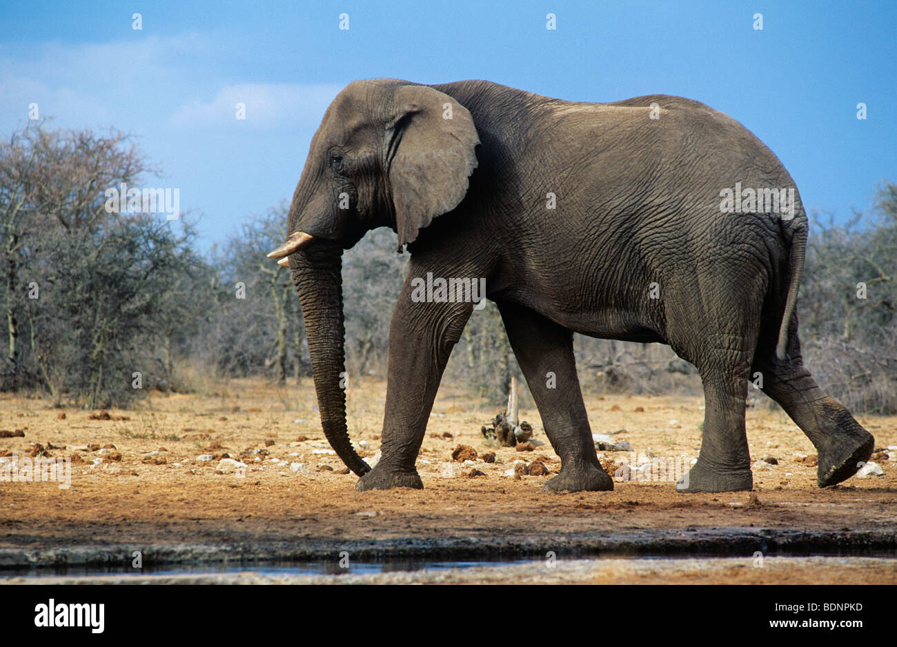 L'éléphant africain (Loxodonta Africana) marcher sur savannah Banque D'Images
