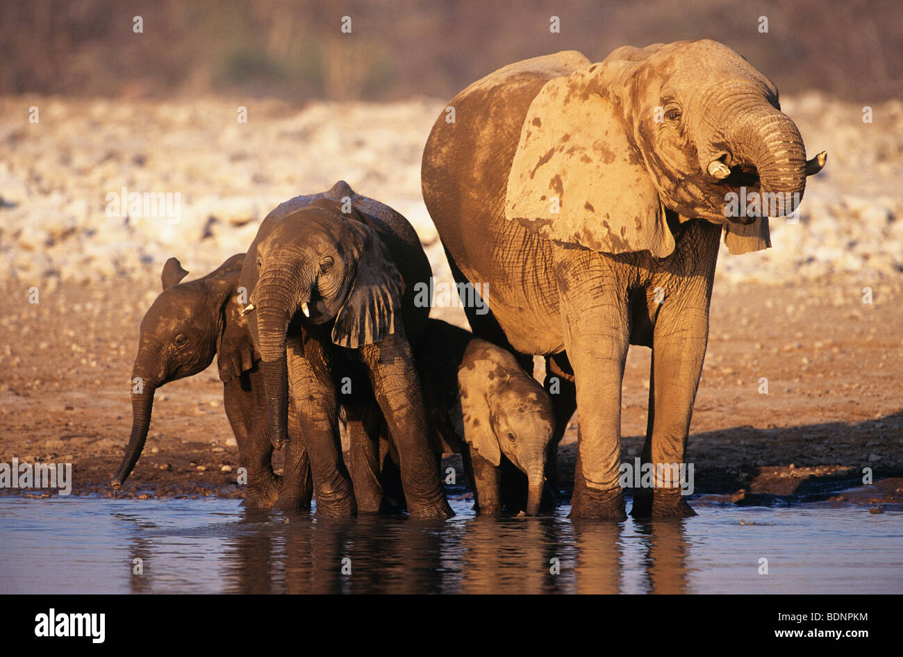 L'éléphant africain (Loxodonta Africana) avec trois jeunes à l'eau Banque D'Images