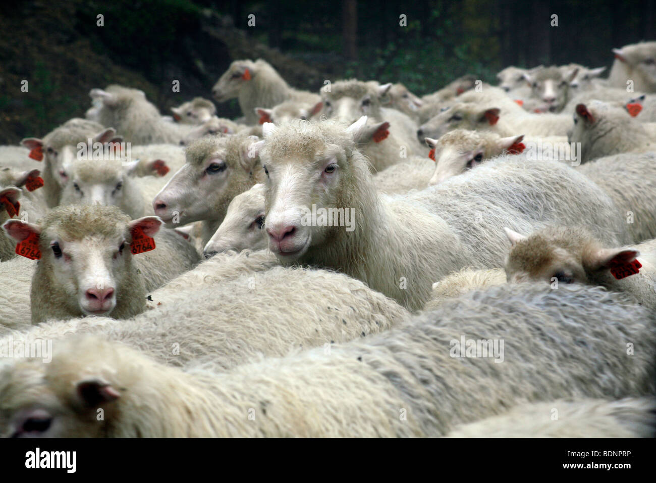 Les moutons sont conduits le long d'une route des pluies dans le parc national de Jotunheimen, Oppland, Norvège, Scandinavie, l'Europe. Banque D'Images