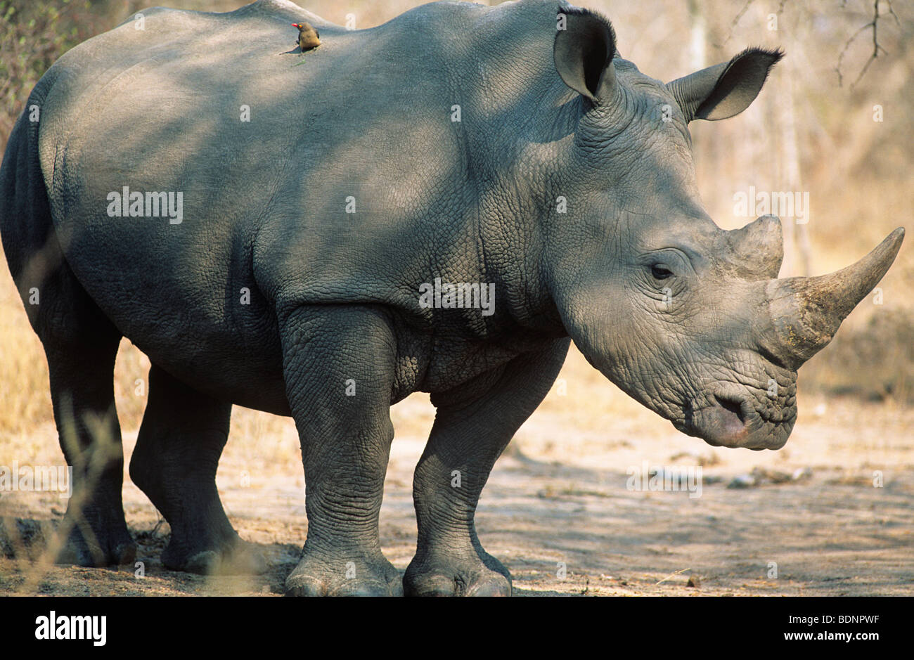 Le Rhinocéros noir (Ceratotherium simum) Banque D'Images