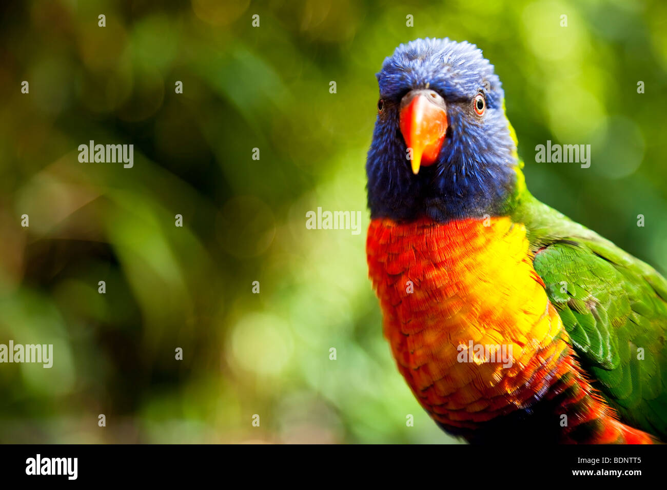 Rainbow Lorikeet australien tourné en gros plan sur l'emplacement Banque D'Images