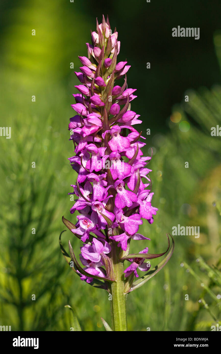 Heath Spotted Orchid, de landes (Dactylorhiza maculata Spotted Orchid) Banque D'Images