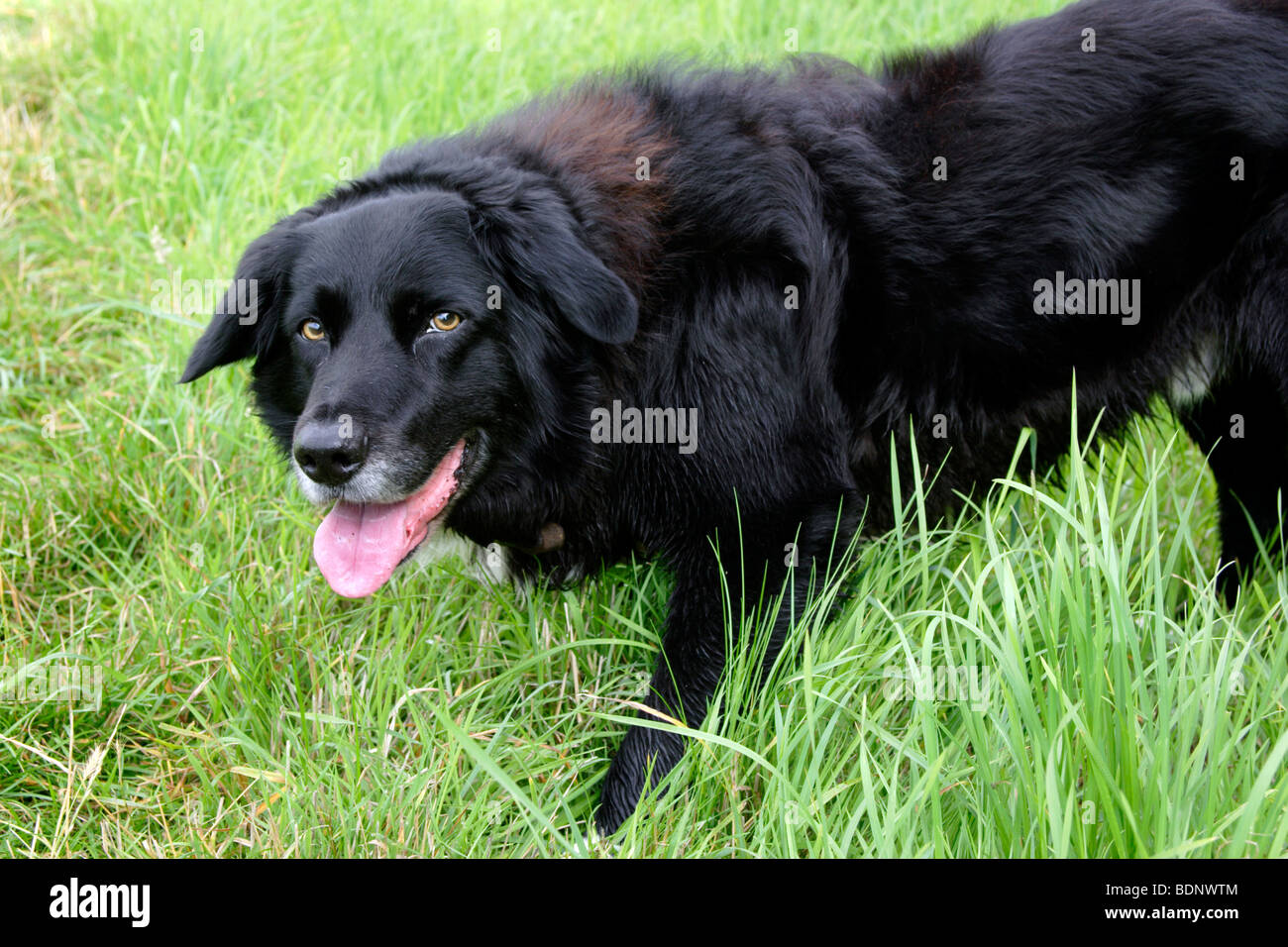 Cross Border Collie chien labrador en pelouse, England, UK Banque D'Images