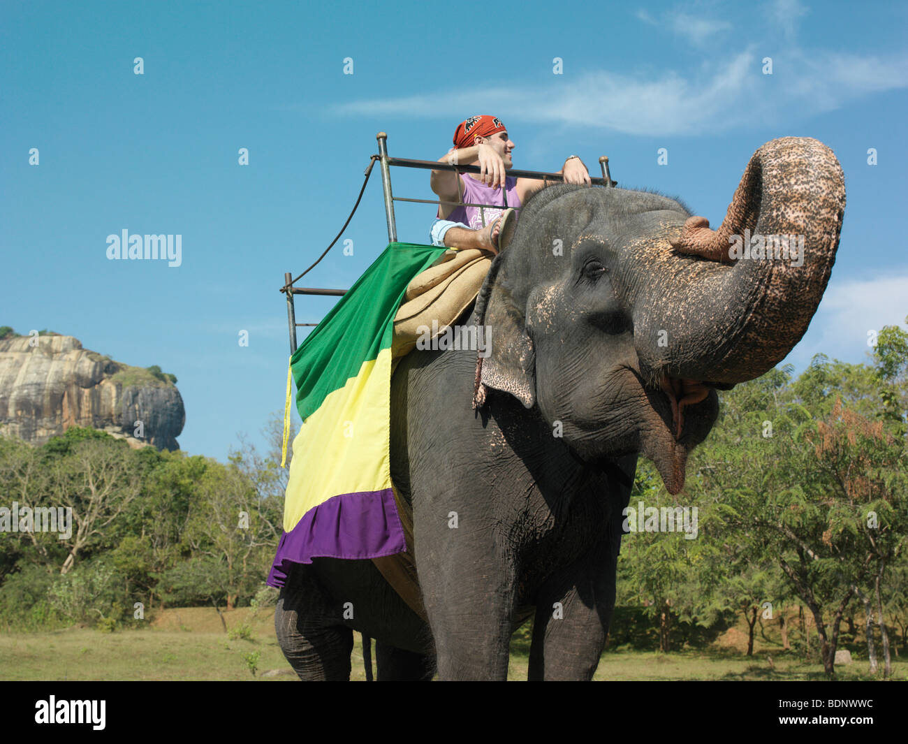 Jeune femme à cheval sur l'éléphant, arbres en arrière-plan Banque D'Images