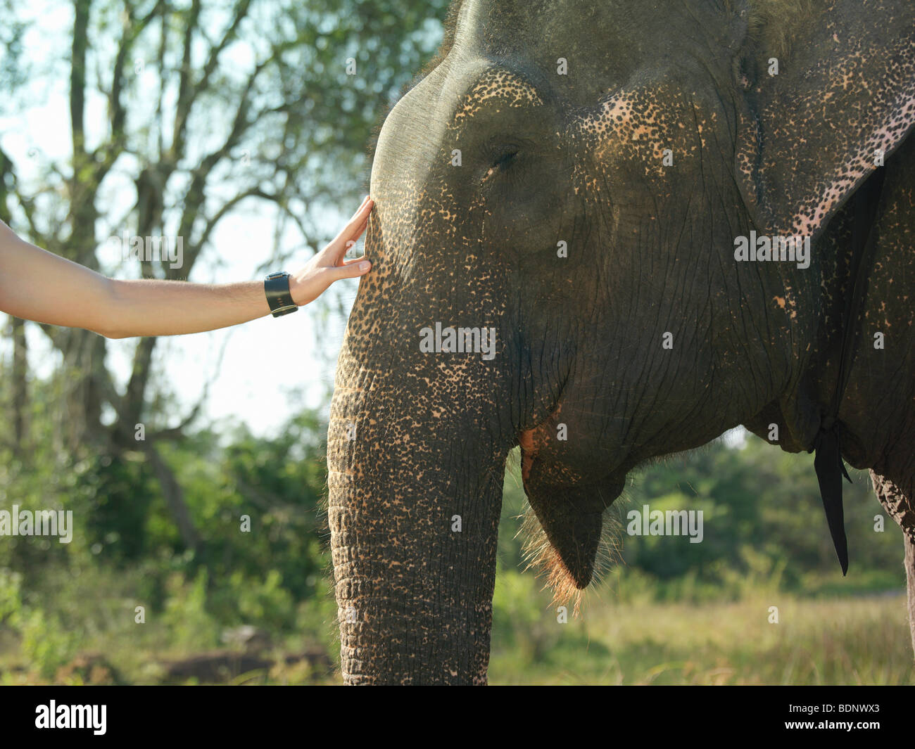 Jeune femme de caresser la tête des éléphants, close-up Banque D'Images