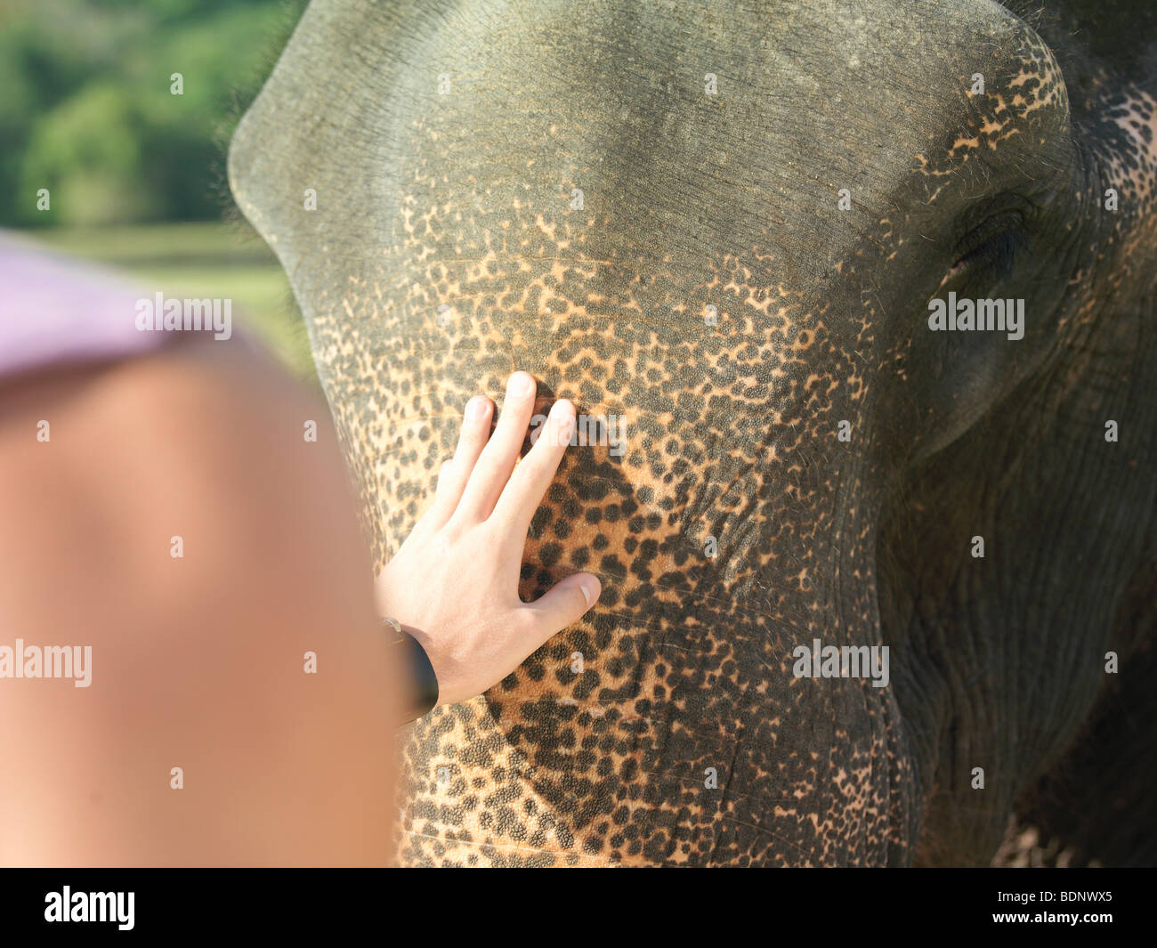 Jeune femme caressant l'éléphant, close-up, vue arrière Banque D'Images
