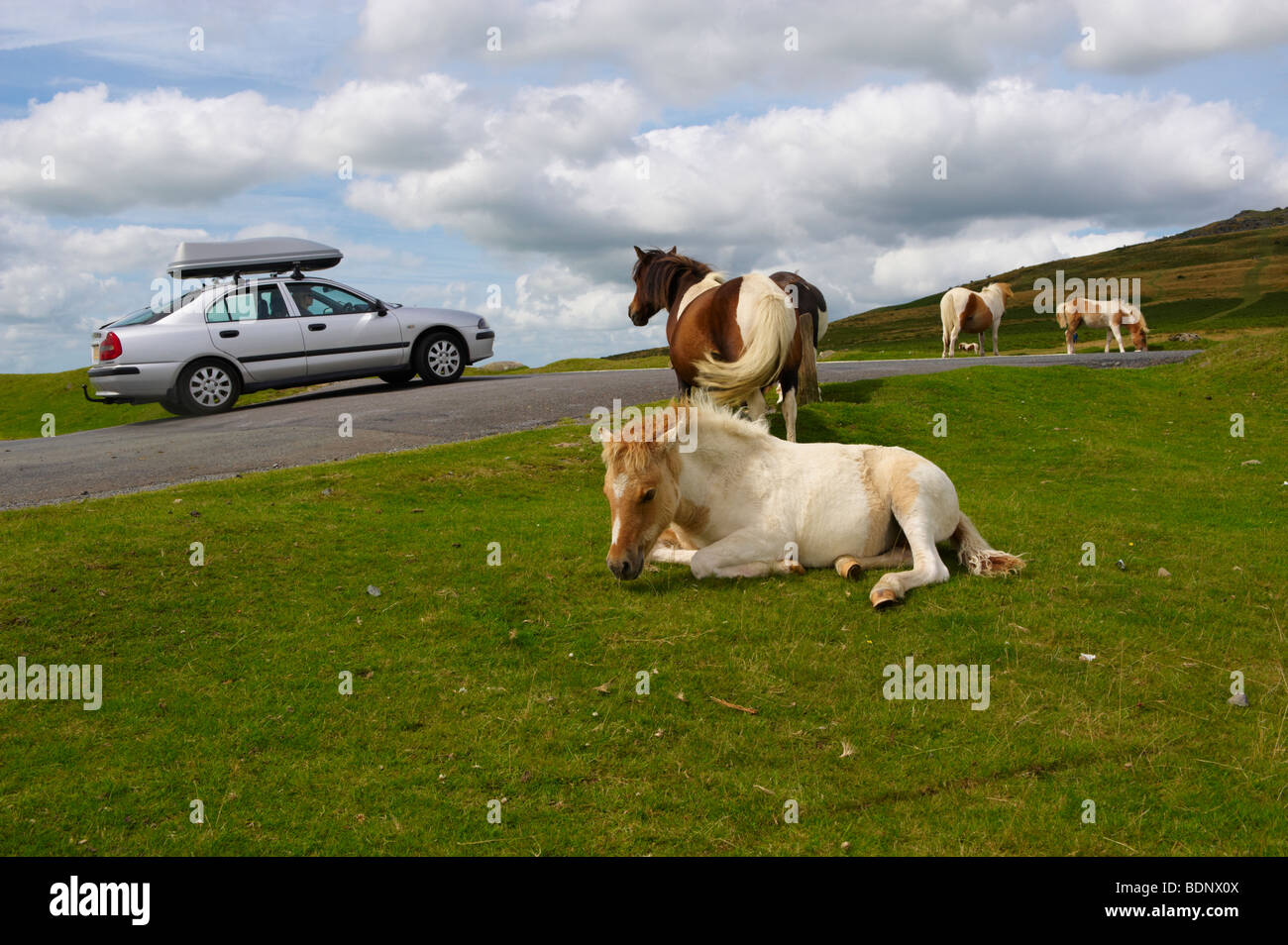 Poneys Dartmoor près de Cox Tor Banque D'Images