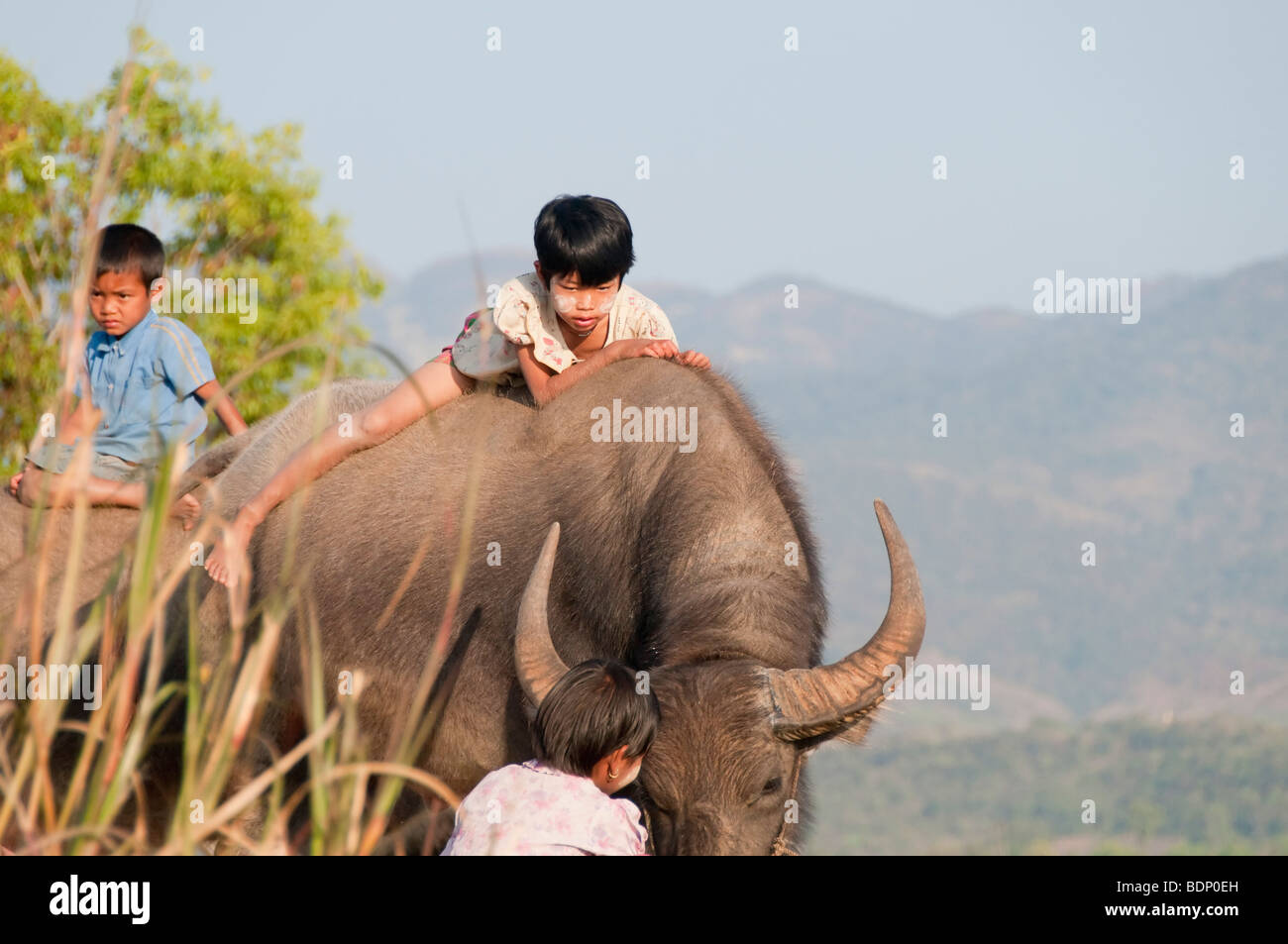 Jeune fille climing Shan sur un buffle d'eau conforme aux normes sur la voie d'un bain dans le lac. Région du lac Inle, l'État de Shan, Myanmar (Burm Banque D'Images