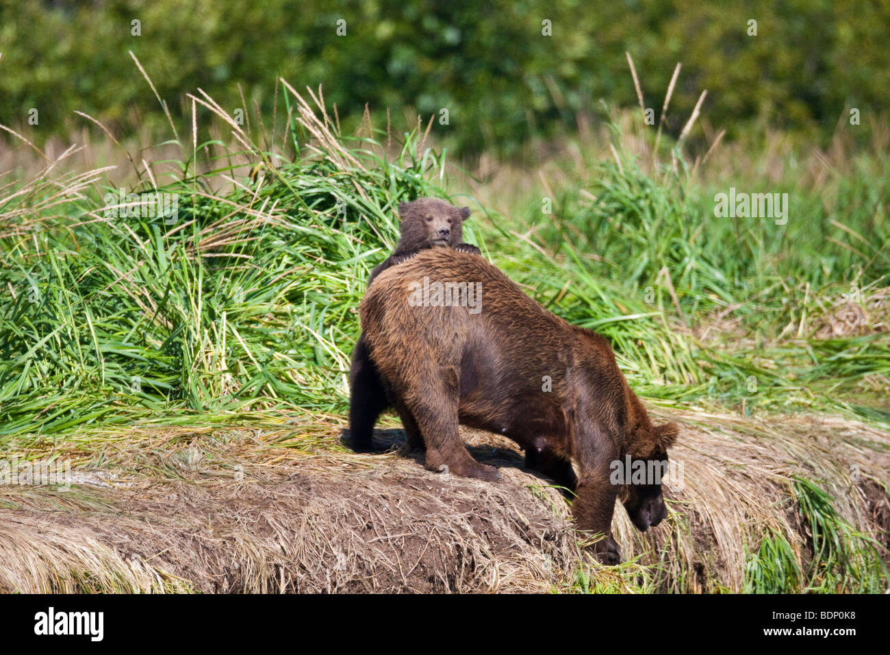 Grizzly Bear cub aider maman pêche en Alaska Katmai Bay Géographique Banque D'Images