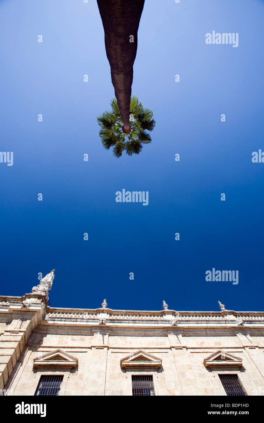Portrait d'un grand palmier et le haut de l'édifice de l'Université de Séville, Séville, Espagne Banque D'Images