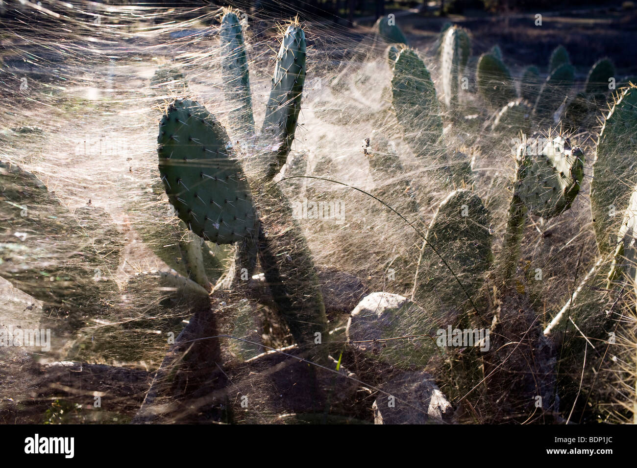 Le figuier de barbarie couverts par un enchevêtrement de manu chao, Andalousie, Espagne Banque D'Images
