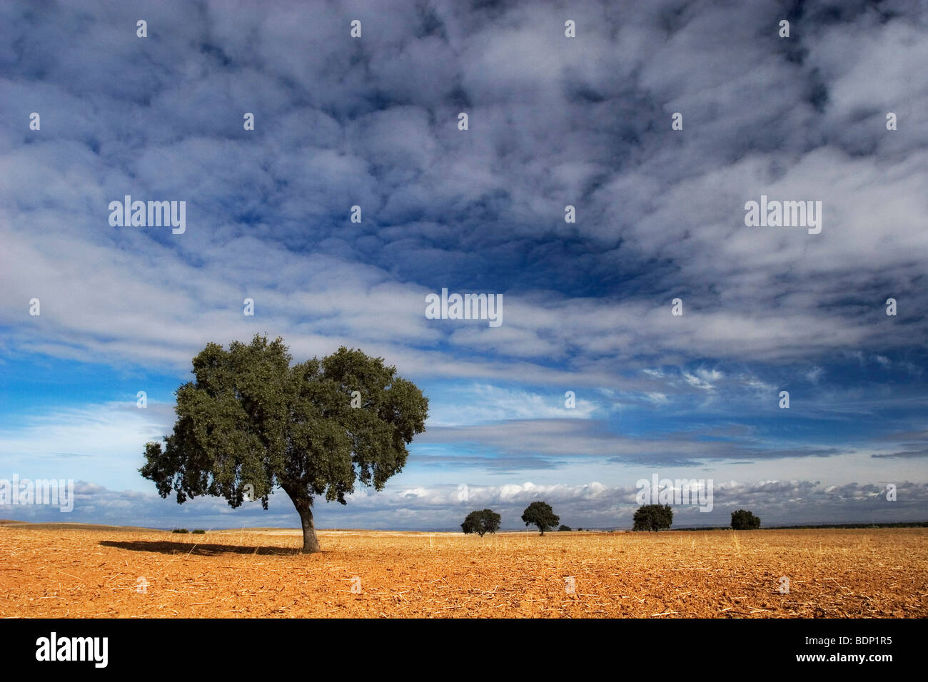 Chênes verts sur un champ de blé moissonné, Espagne Banque D'Images