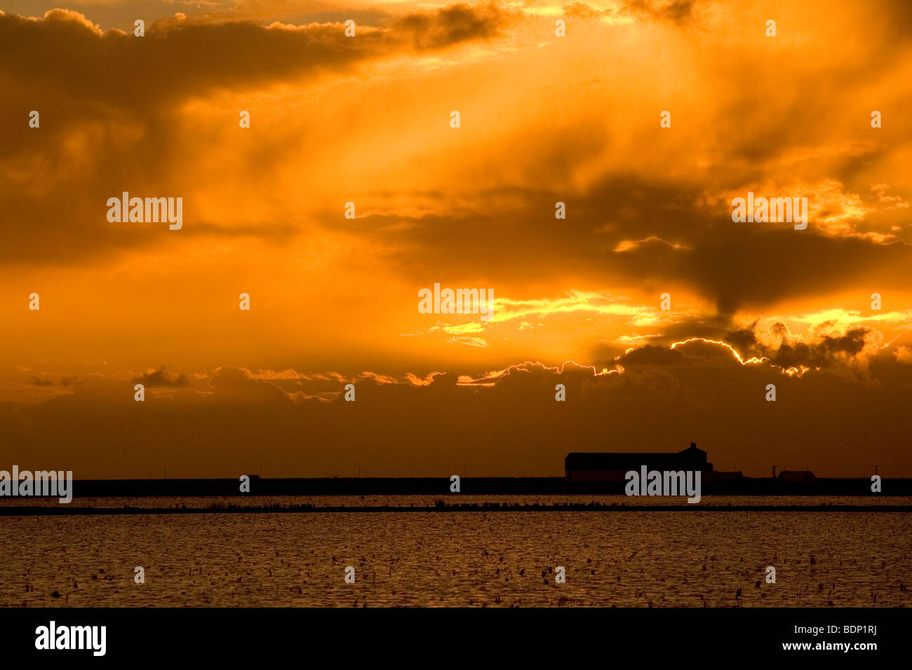 Coucher de soleil spectaculaire sur une récolte de riz, champ Doana zone marécageuse, Isla Mayor, Espagne Banque D'Images