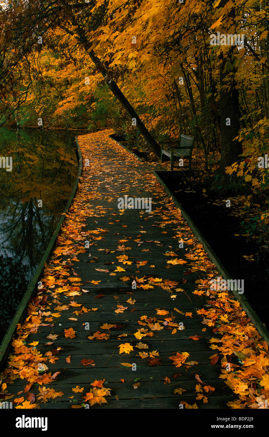 Tombée feuilles d'érable en automne Banque D'Images