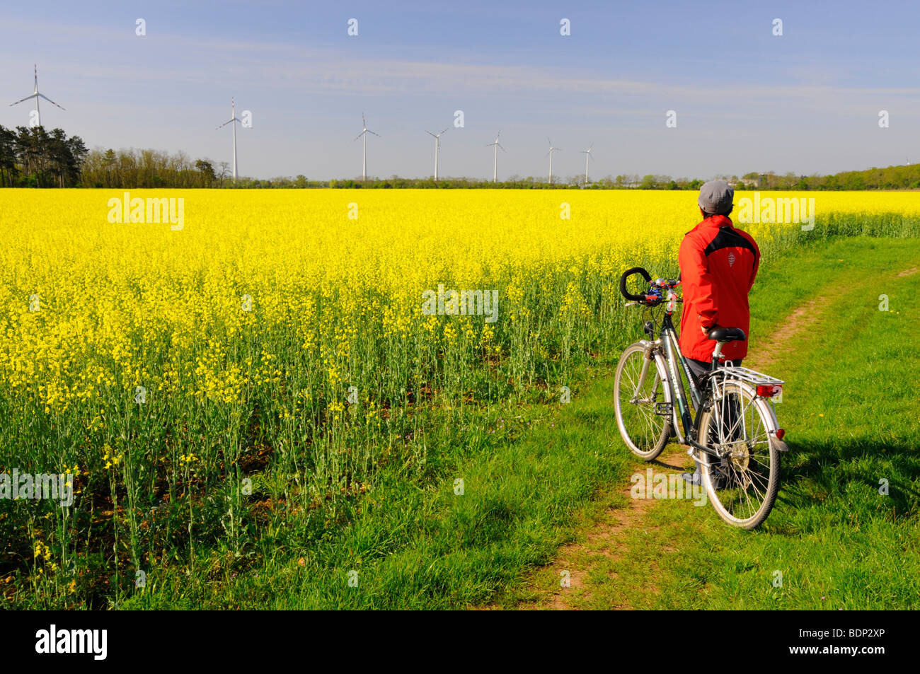 Cycliste à l'avant du champ de fleurs du viol pour la production de biodiesel et d'éoliennes, l'énergie renouvelable, de Marchfeld, Aust Banque D'Images