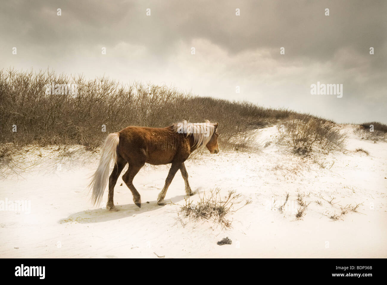 Un poney sur une plage de sable fin Banque D'Images