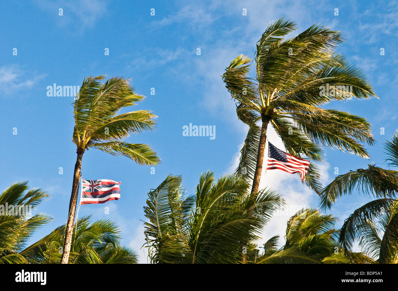 Drapeaux américains et hawaïenne de cocotiers, Kailua, Hawaii, Oahu Banque D'Images