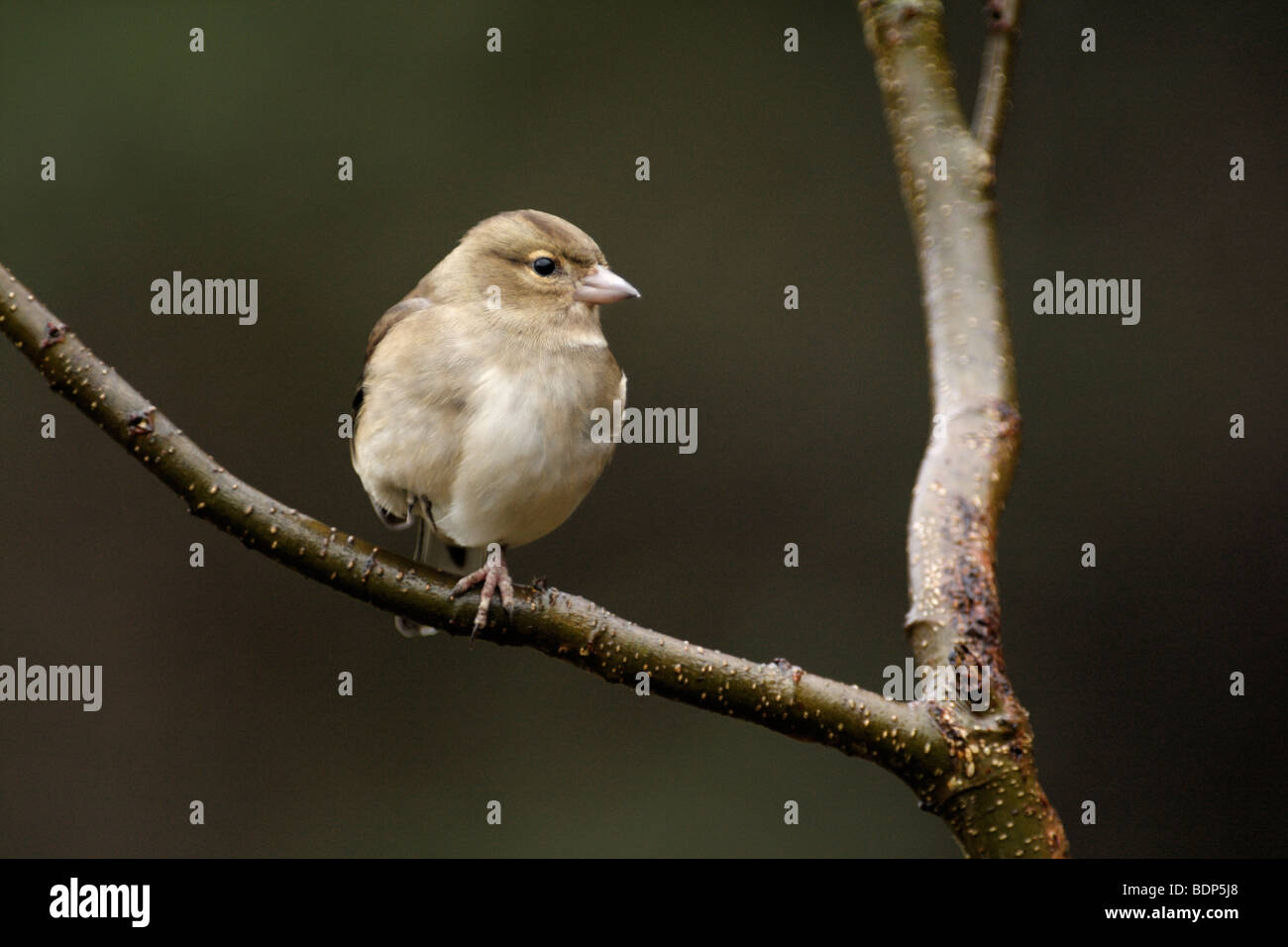, Fringilla coelebs CHAFFINCH femelle Banque D'Images