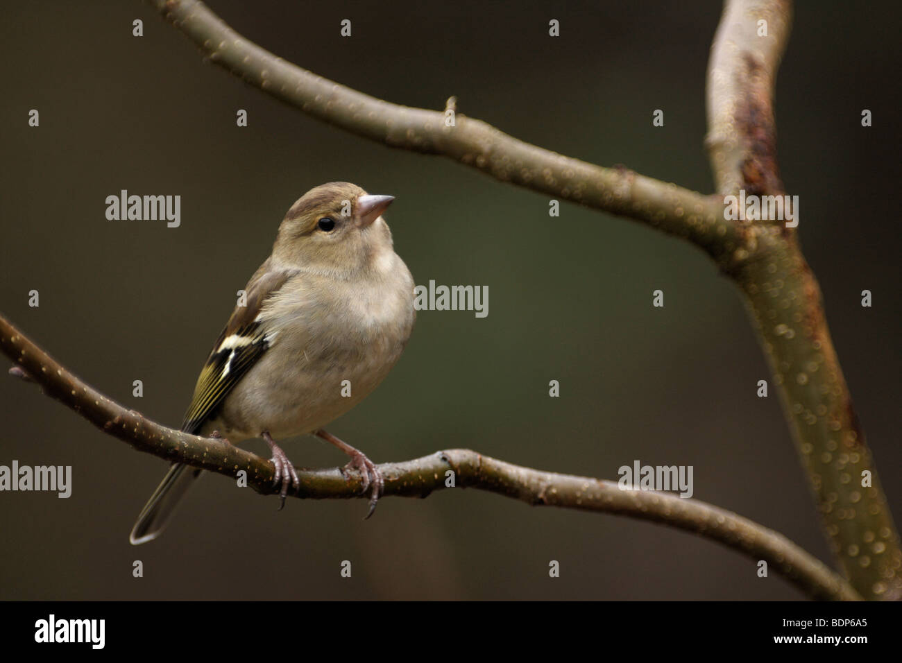 , Fringilla coelebs CHAFFINCH femelle Banque D'Images