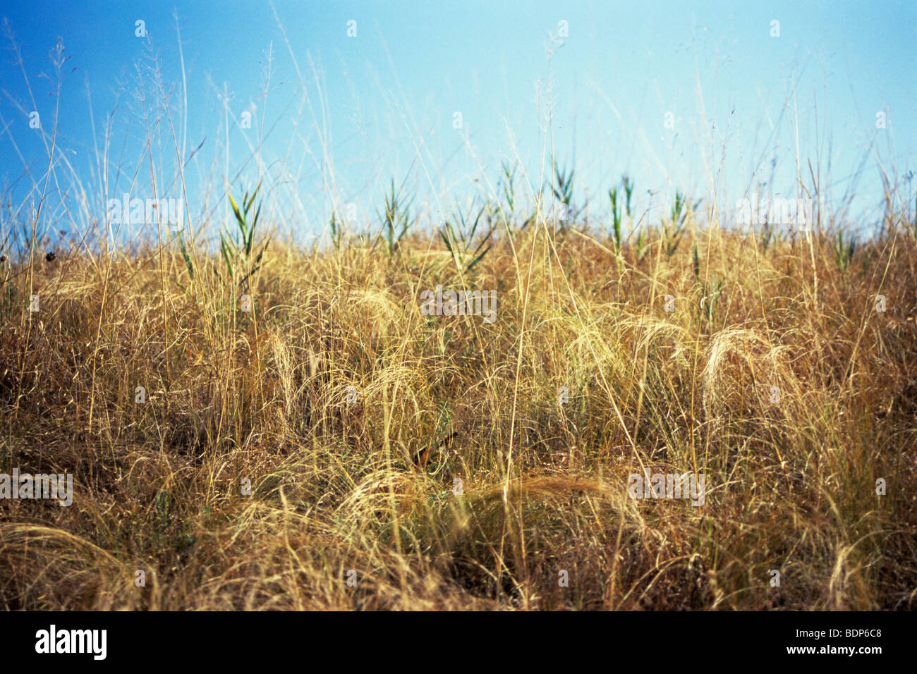 Avec de belles couleurs d'arrière-plan, les plantes en Europe campagne Banque D'Images